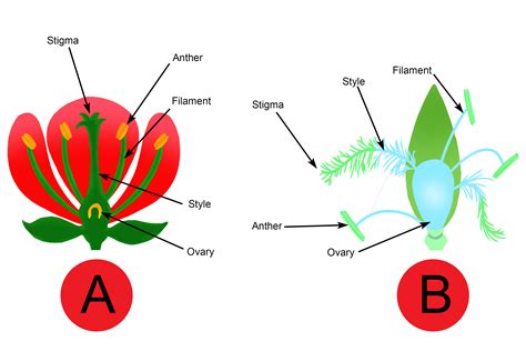 What Plants Are Wind Pollinated at Spencer Maconochie blog