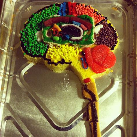 DIY Brain Model Projects 的图像结果