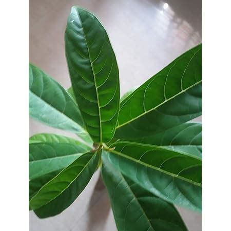 4 months Generic brahma jasti plant, (clerodendrum serratum), bharangi ...