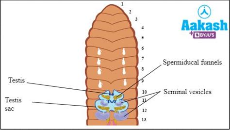 Reproductive System of Earthworm in Biology: Definition, Types and ...