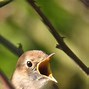 Image result for nightingales