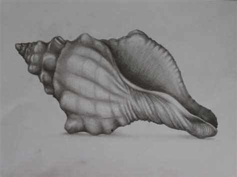 Shell Drawing 的图像结果
