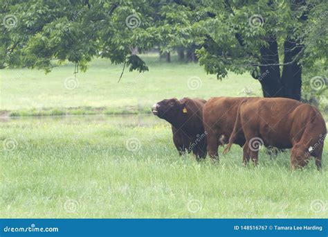 Herd of Cattle with Bull in Beautiful Pasture Stock Image - Image of ...