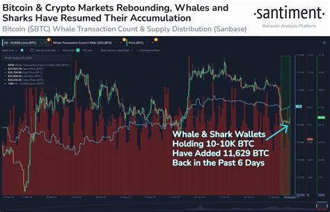Whales and Sharks Accumulated $300 Million in BTC Since the Mid-August ...