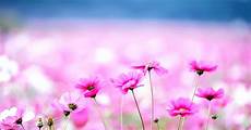 Home Screen Wallpaper Flower Images by Flower Desktop Wallpaper Hd Best Wallpaper Hd Home Screen Wallpaper Flower Images