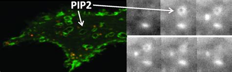 Indian Institute of Science