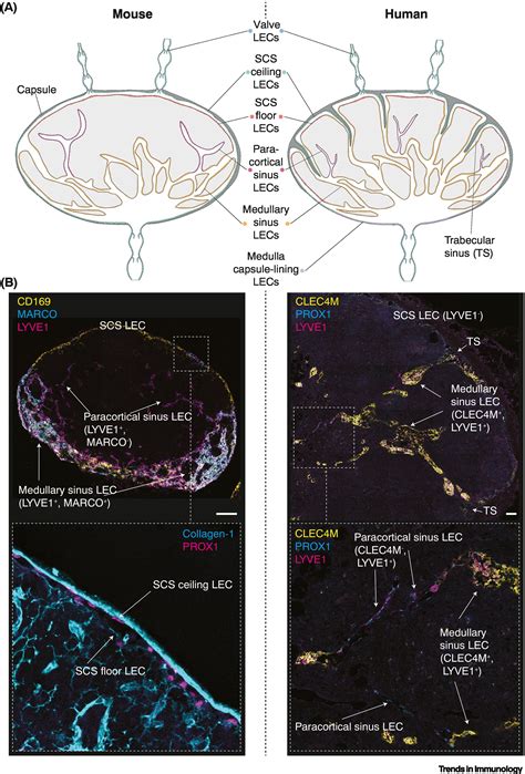 Lymph node lymphatic endothelial cells as multifaceted gatekeepers in ...