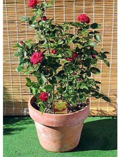 what are ornamental plants - Brainly.in