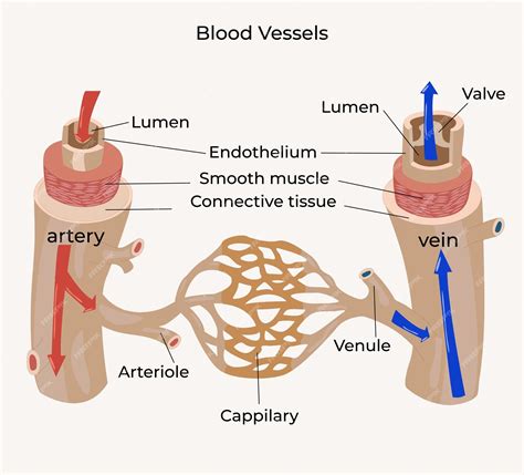 Anatomy Of Blood Vessels