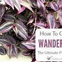 Image result for Purple Heart Wandering Jew Plant