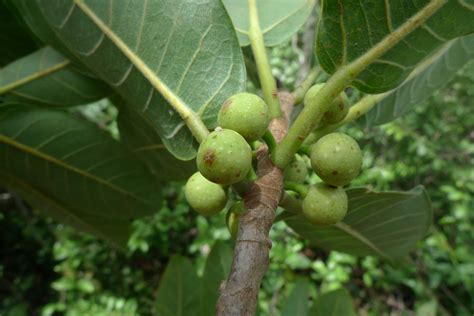 Ficus obtusifolia Kunth | Plants of the World Online | Kew Science