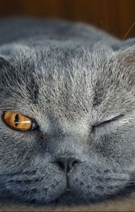 Animals That Sleep With One Eye Open