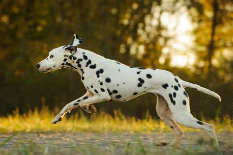 13 Fastest Dog Breeds in the World | Trusted Since 1922