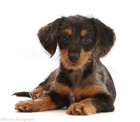 Yorkie And Dachshund Mix