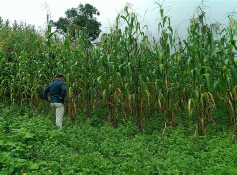 Indigenous Maize: Who Owns the Rights to Mexico’s ‘Wonder’ Plant ...