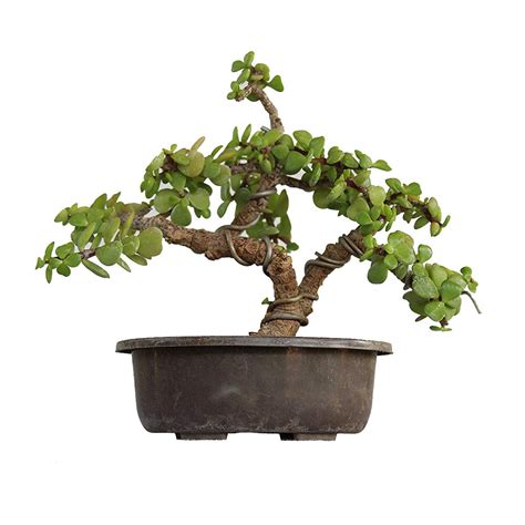 Green Paradise Bonsai Jade Goodluck Tree 2 years old With Pot (Live Pl ...