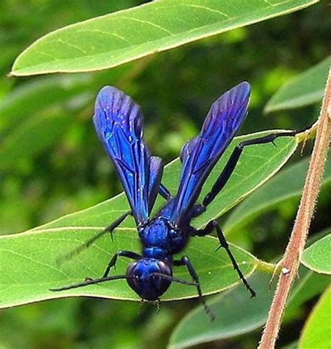 Blue Mud Dauber