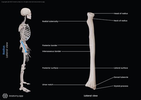 Radius | Encyclopedia | Anatomy.app | Learn anatomy | 3D models, articles, and quizzes