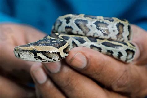 Ball Python Behavior 的图像结果