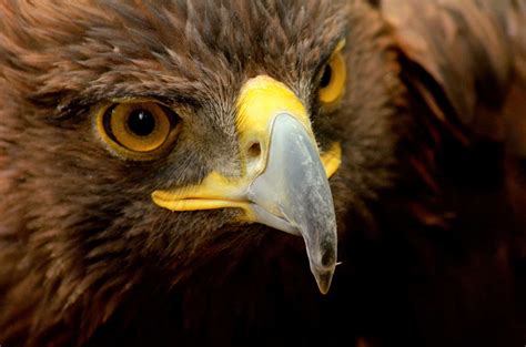 Golden Eagle: National Bird of Mexico - A-Z Animals