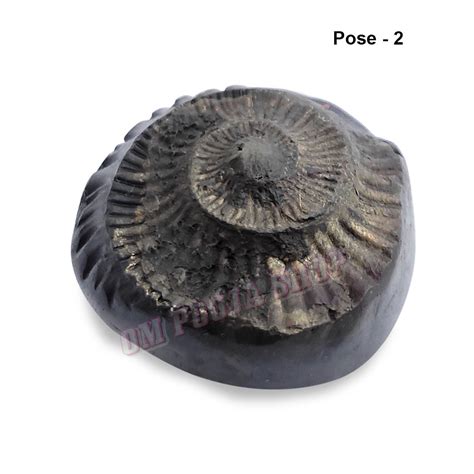 Sudarshan Chakra Shaligram Shila