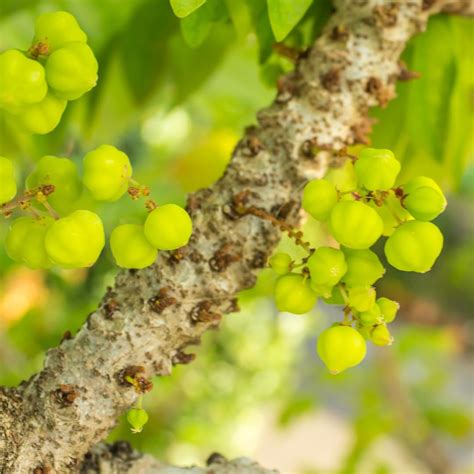 Buy M-Tech Gardens Rare Star Gooseberry/Phyllanthus us (" Green, Hybrid ...