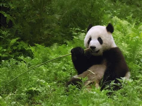 中国大熊猫吃竹子失量图设计元素素材免费下载(图片编号:7962934)-六图网