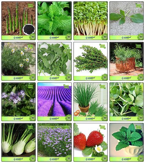 Creative Farmer Combo Pack Asparagus, Mint, Cress Common, Lemon Basil ...