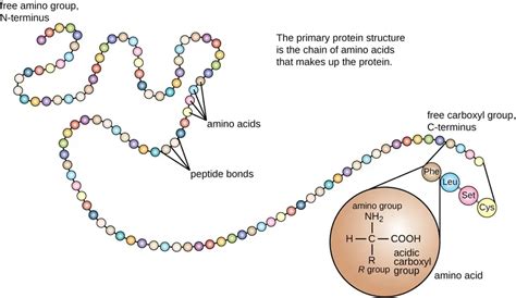 Image result for Protein Structure Types