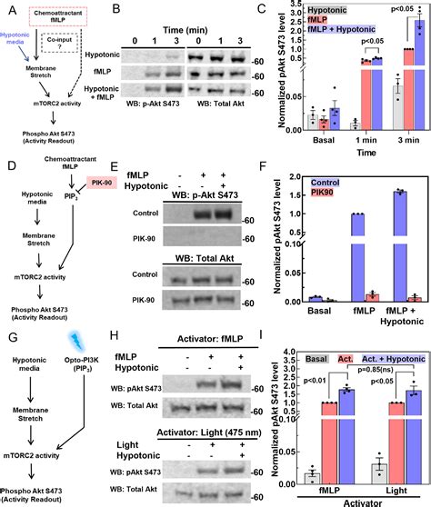 Mechanosensitive mTORC2 independently coordinates leading and trailing ...