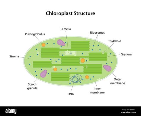 Stroma Photosynthesis