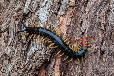 In your yard: centipedes