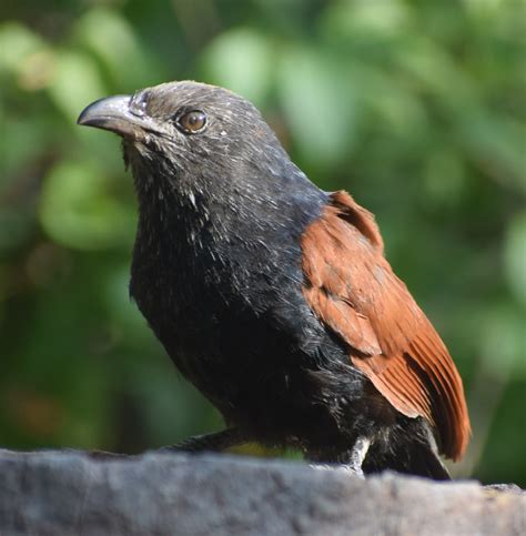Birds Of Gujarat, Large no of bird collection and species in gujarat