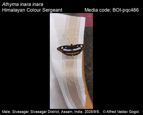 Athyma inara inara | Butterfly