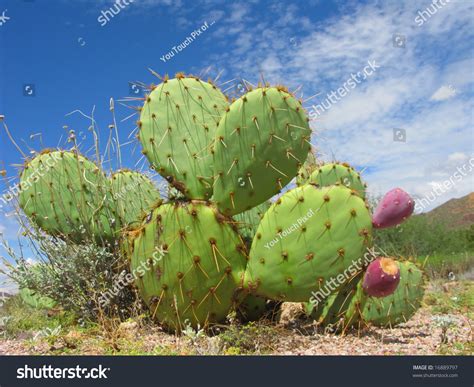 Arizona Desert Cactus Opuntia Genus Red Stock Photo 16889797 - Shutterstock
