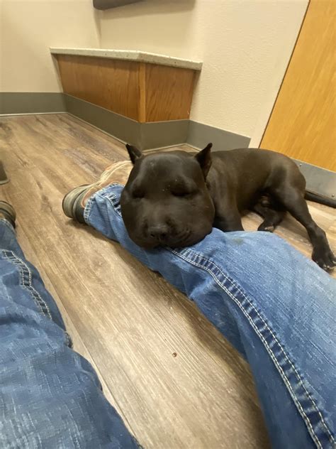 Rattlesnake bite timeline with photos. : r/pitbulls