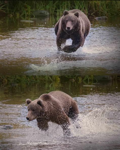 Grizzly Bear vs Kodiak Bear fight comparison, who will win?