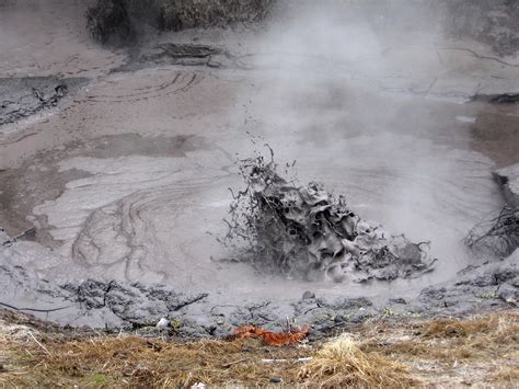 Evolutionary Insight: New Connection Discovered Between Primordial ...