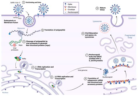 SARS-CoV-2 Assembly: Gaining Infectivity and Beyond
