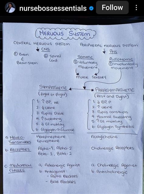 Best 13 Classification of nervous system – Artofit