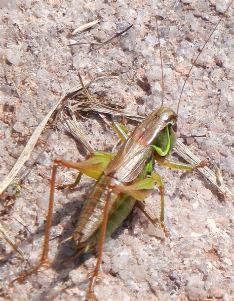 Mormon Crickets 的图像结果