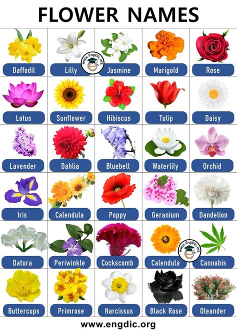 300+ List of Flower Names with Pictures PDF (AZ List) | Bloem namen ...