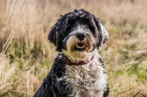 What Shapes The Portuguese Water Dog Cost