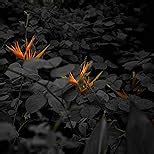 Buy Fujifilm X-T200 24.2 MP Mirrorless Camera with XC 15-45 mm Lens ...