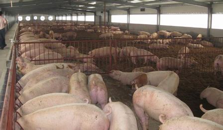 常见猪舍种类，总有适合你的 - 养猪场建设/养猪技术 - 中国养猪网-中国养猪行业门户网站
