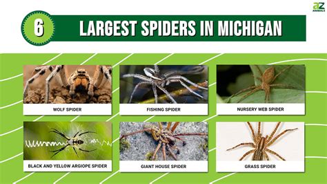 The 6 Largest Spiders Found in Michigan - A-Z Animals