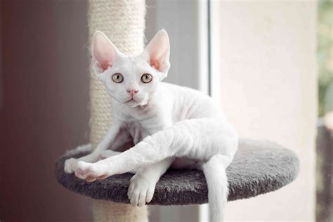 Devon Rex Cat - Full Profile, History, and Care