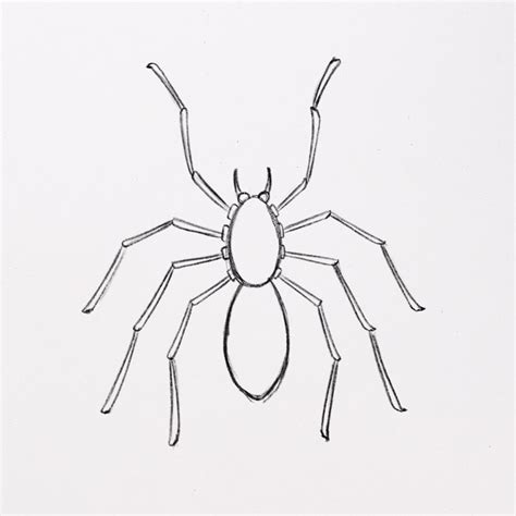How to Draw a Spider (with amazing details) 🕷️