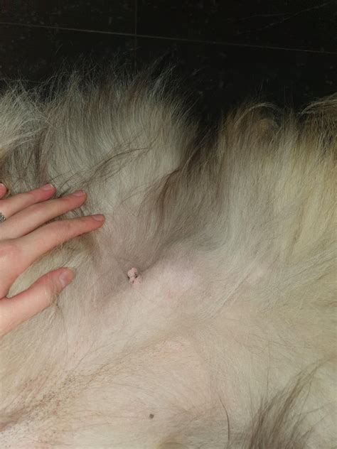My dog suddenly has a giant lump on her lower stomach area : r/vet