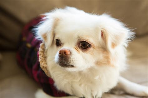 Long Haired Chug | Kooky Pugs